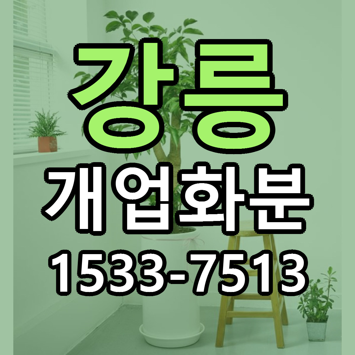 강릉 개업화분 빠른배송 리본문구 가격 알뜰 비교