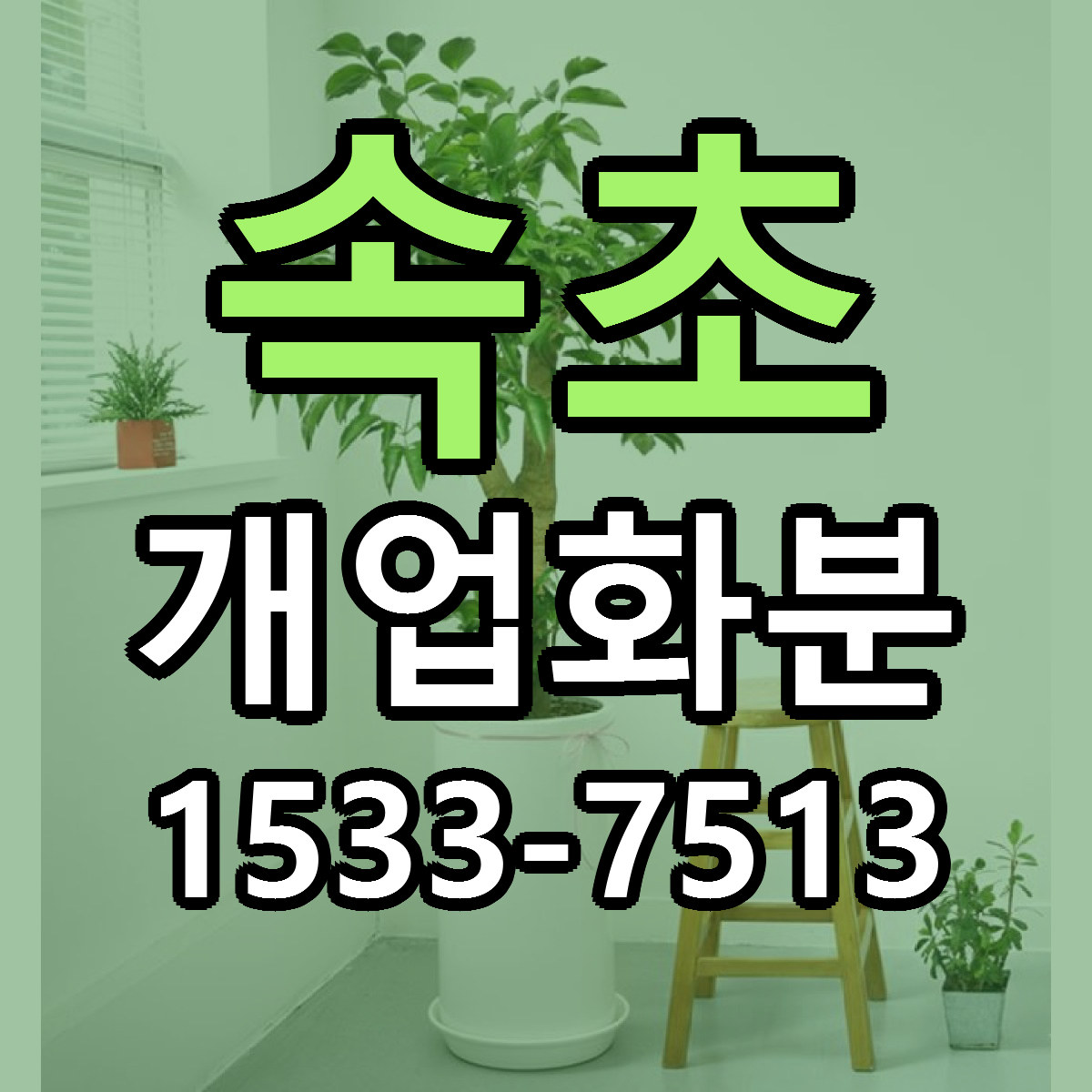 속초 개업화분 싼곳 당일배송 빠른배송 추천