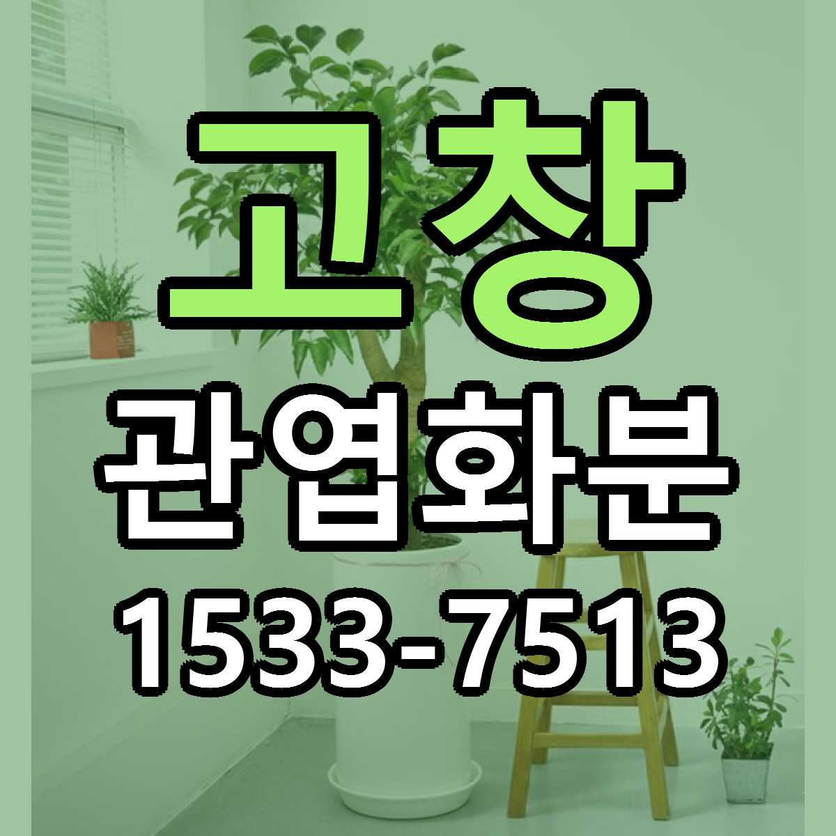 고창 관엽화분 당일배송 리본문구 빠른배송 서비스