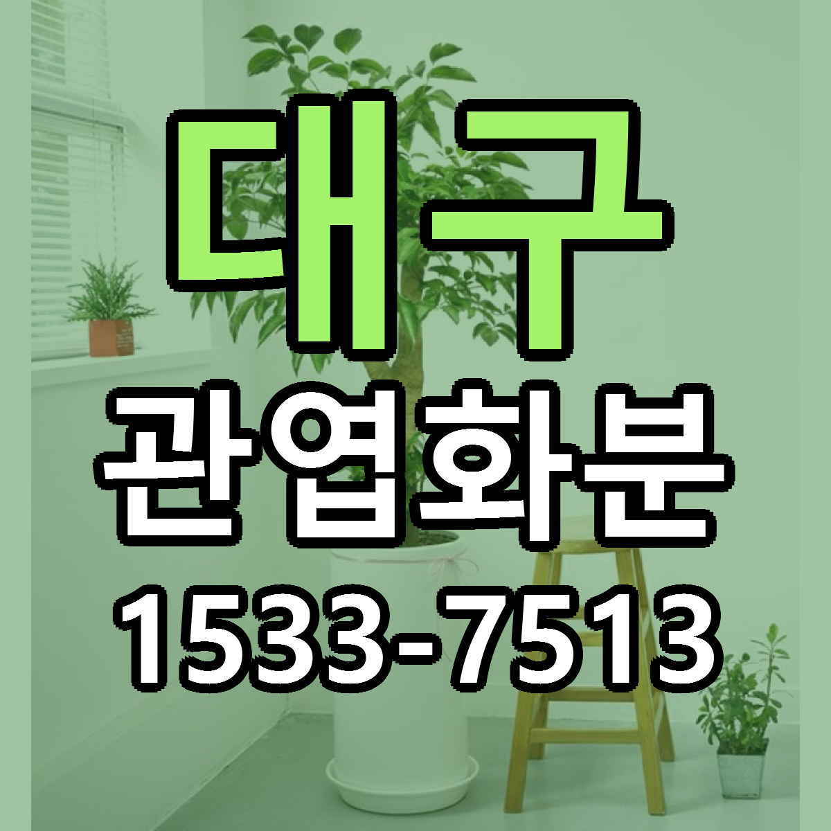 대구 관엽화분 싼곳 빠른배송 리본문구 무료