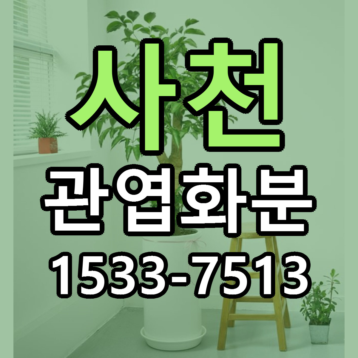 사천 관엽화분 빠른배송 싼곳 가격 문의