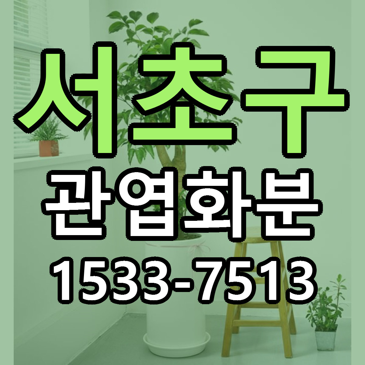서초구 관엽화분 싼곳 빠른배송 리본문구 무료