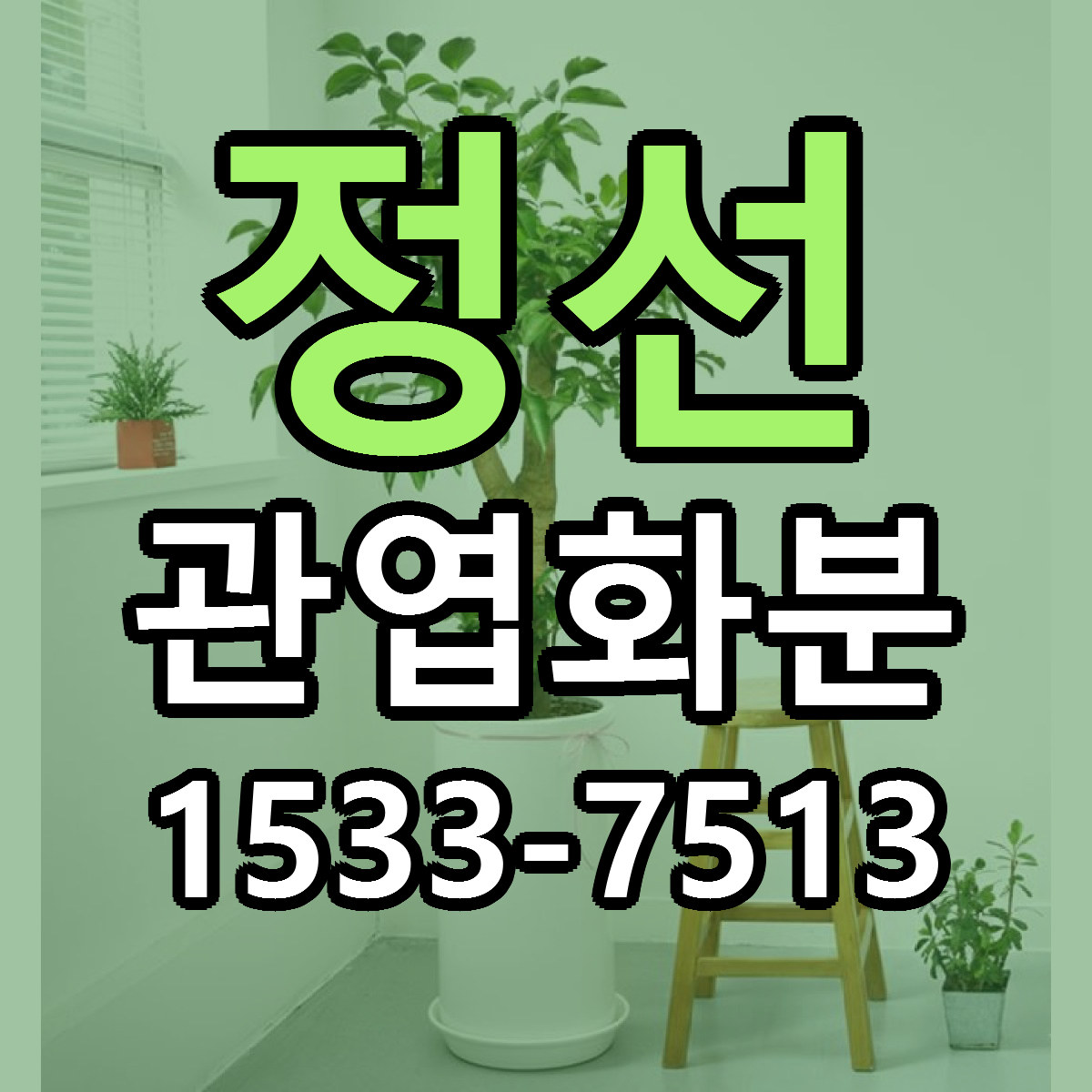정선 관엽화분 당일배송 근처꽃집 싼곳 비교