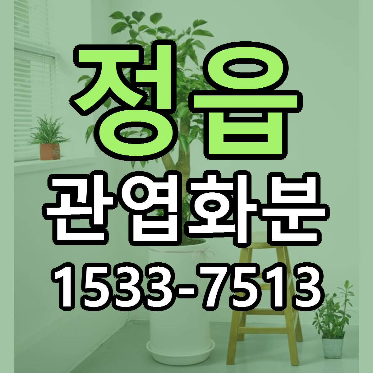 정읍 관엽화분 싼곳 빠른배송 리본문구 무료