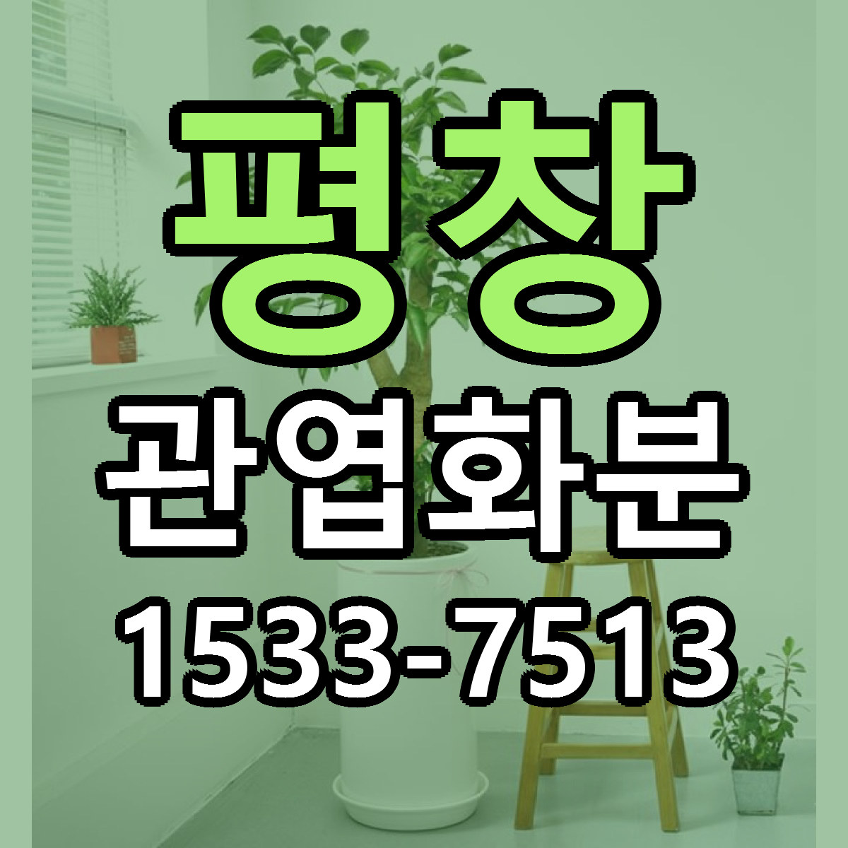 평창 관엽화분 빠른배송 가격 저렴한곳 찾기