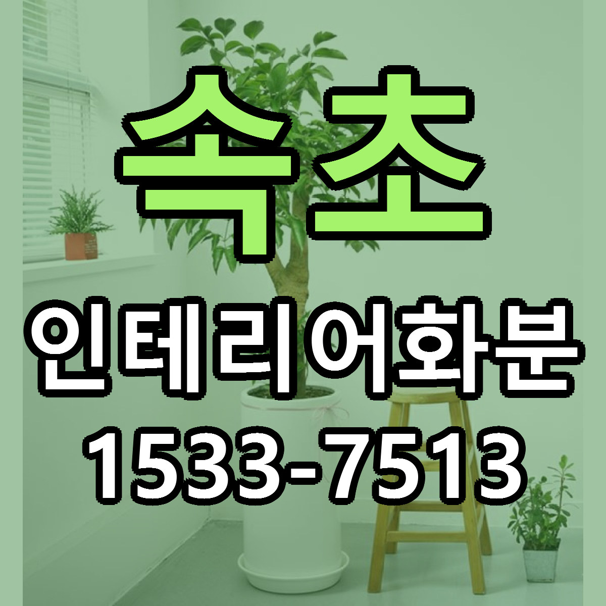 속초 인테리어화분 빠른배송 싼곳 가격 문의