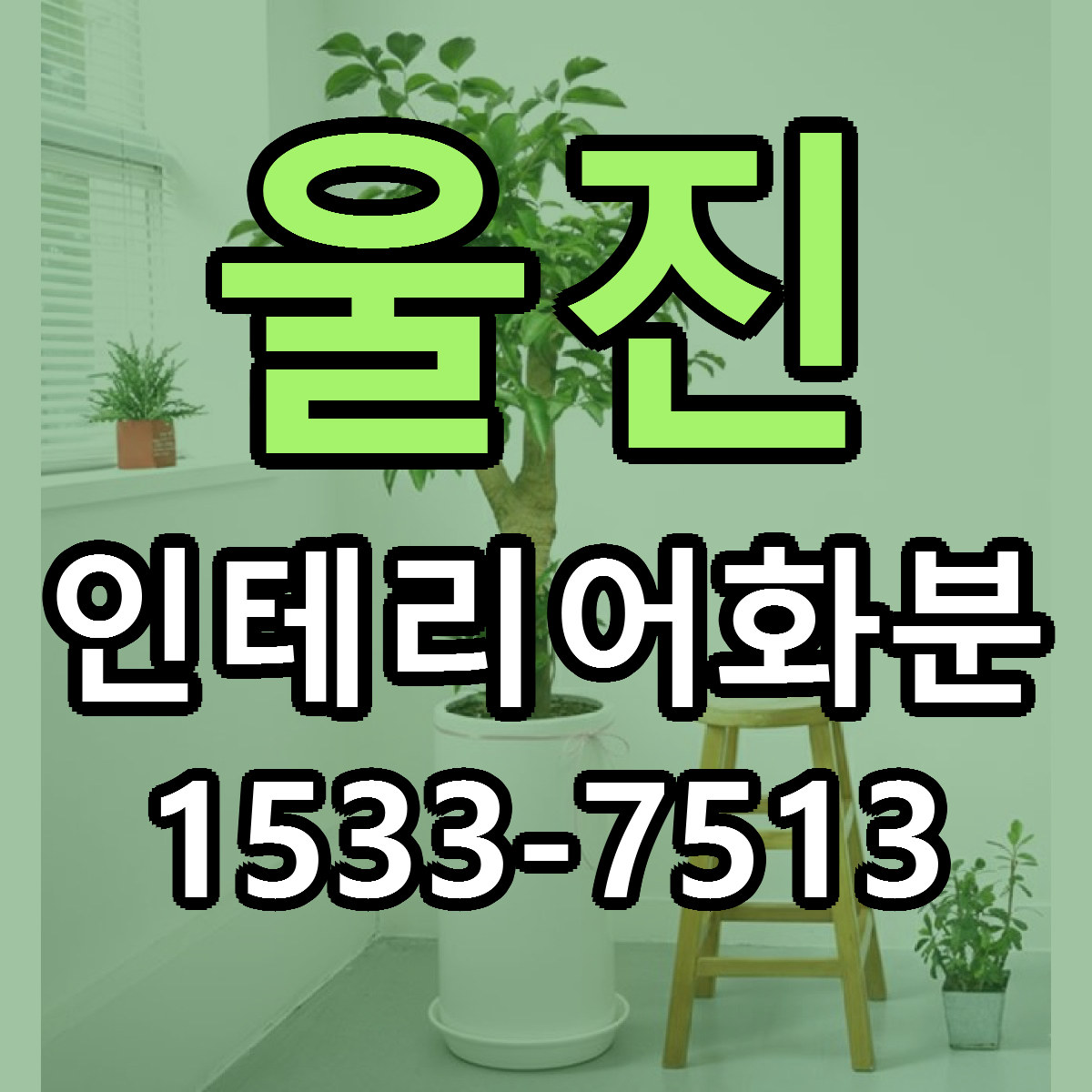 울진 인테리어화분 근처꽃집 당일배송 리본문구 서비스