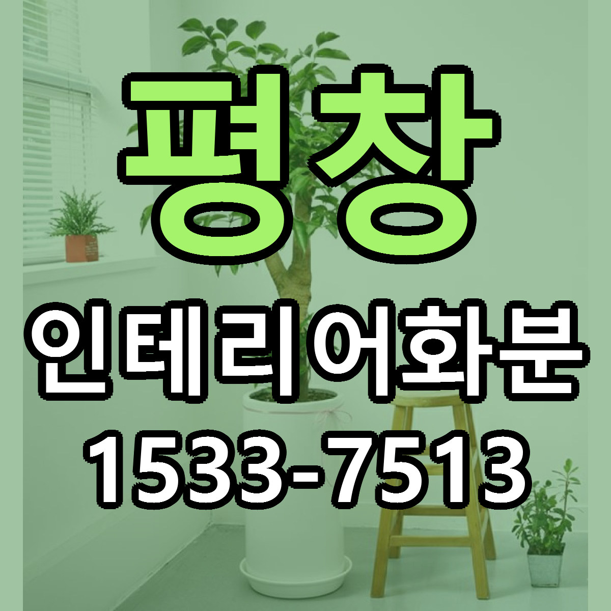평창 인테리어화분 근처꽃집 당일배송 리본문구 서비스