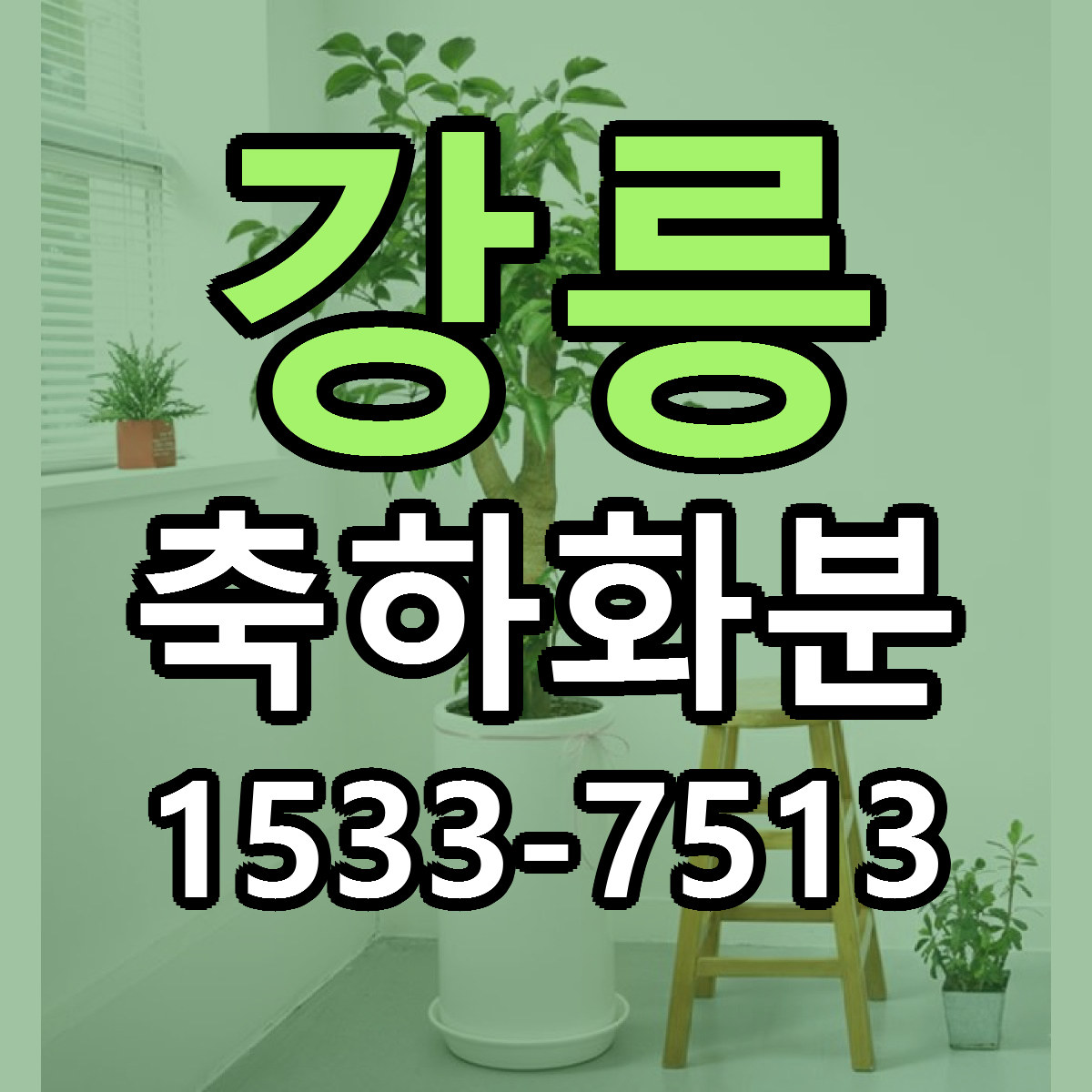 강릉 축하화분 리본문구 서비스 저렴한곳 빠른배송
