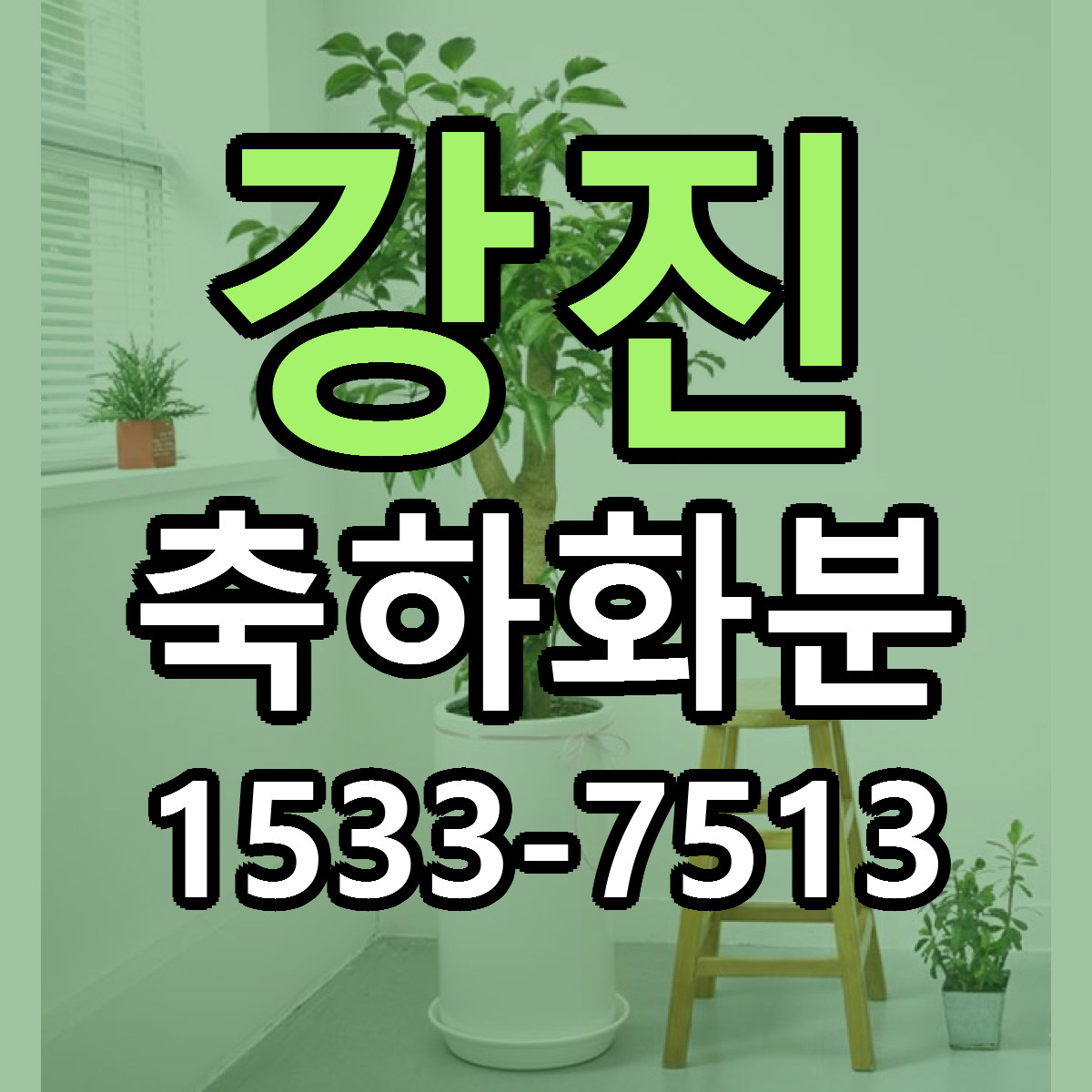 강진 축하화분 가격 착한 싼곳 당일배송 안내