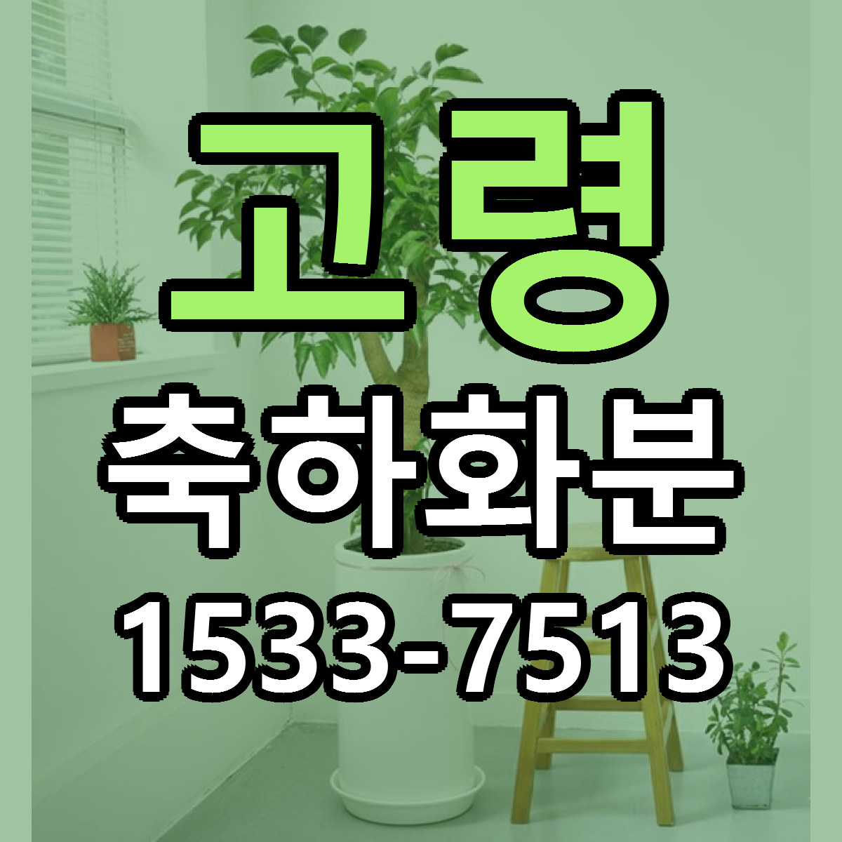고령 축하화분 당일배송 근처꽃집 싼곳 비교