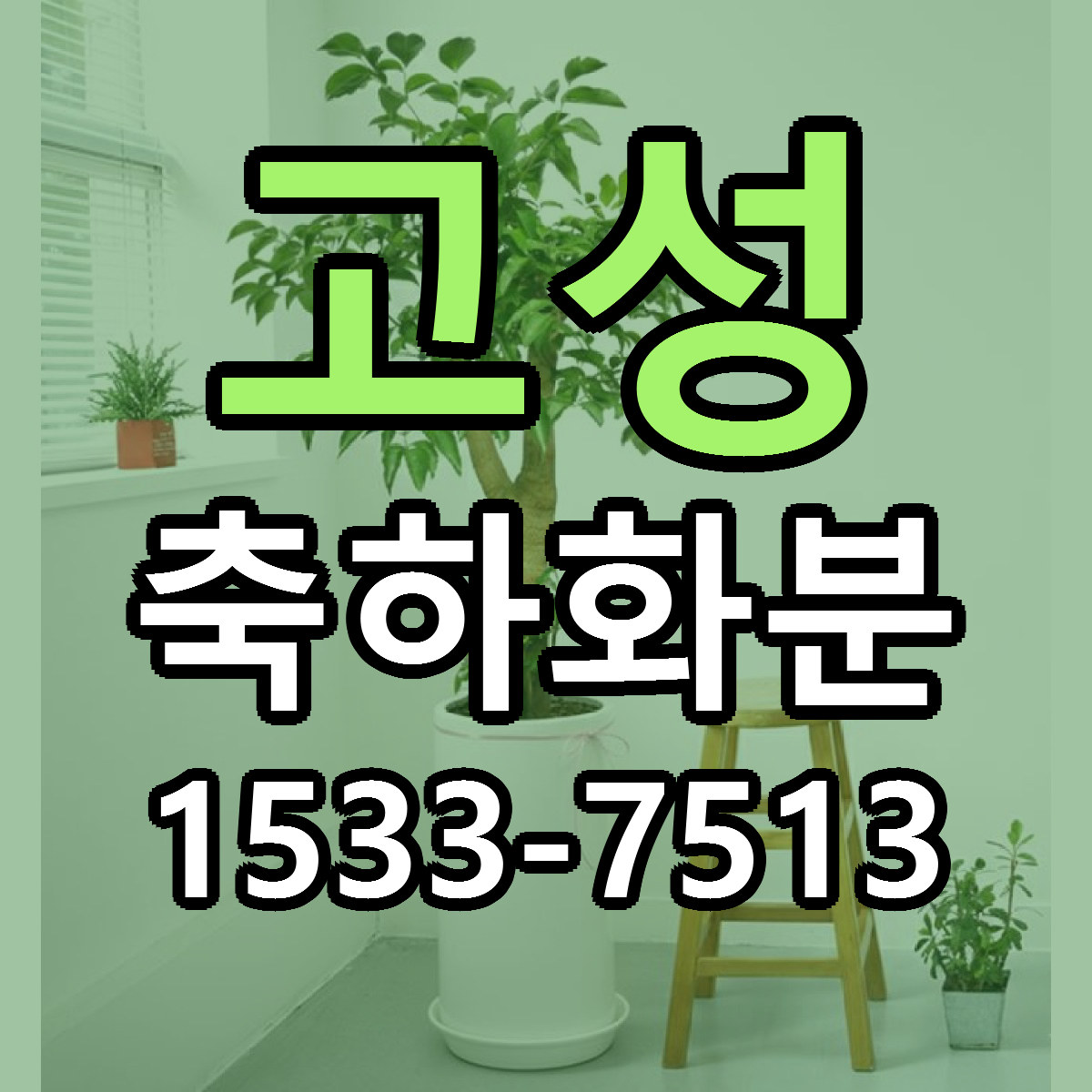 고성 축하화분 당일배송 근처꽃집 싼곳 비교