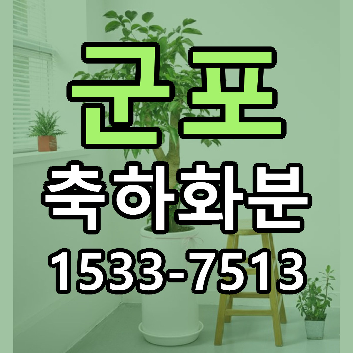군포 축하화분 근처꽃집 빠른배송 가격 문의