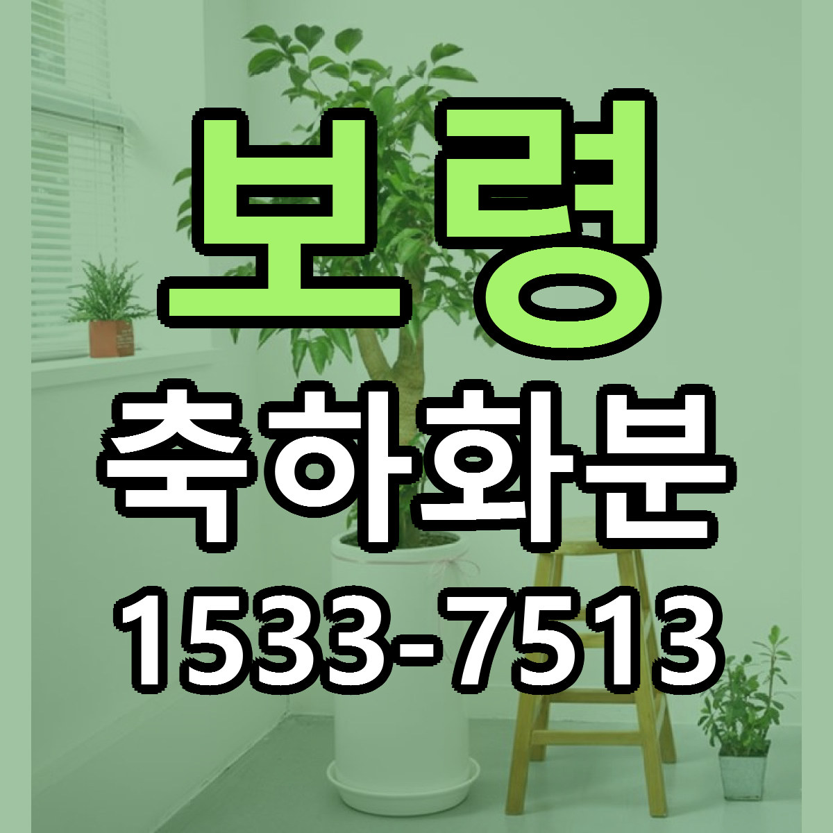 보령 축하화분 당일배송 가격 저렴한곳 추천