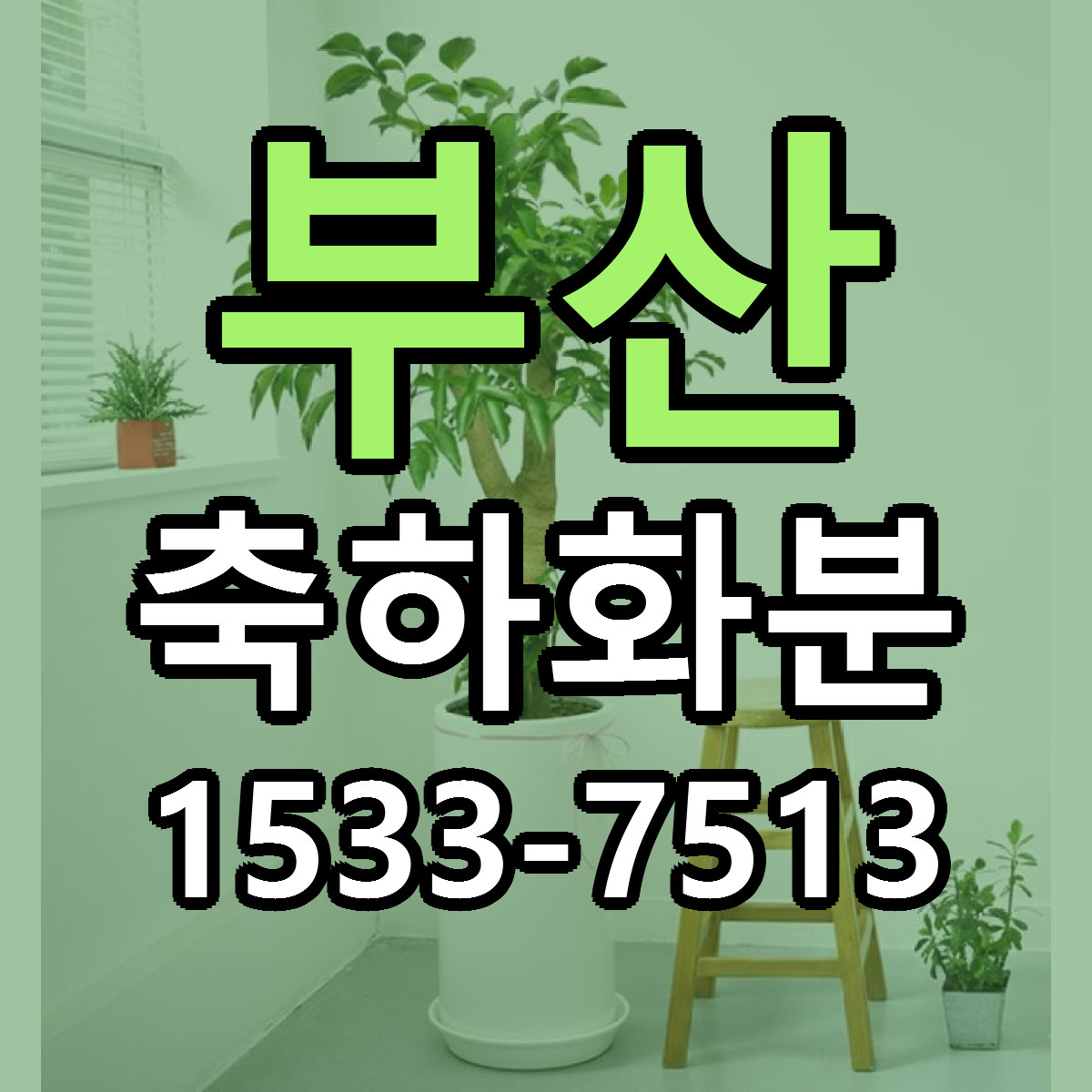 부산 축하화분 빠른배송 저렴한곳 가격 정리