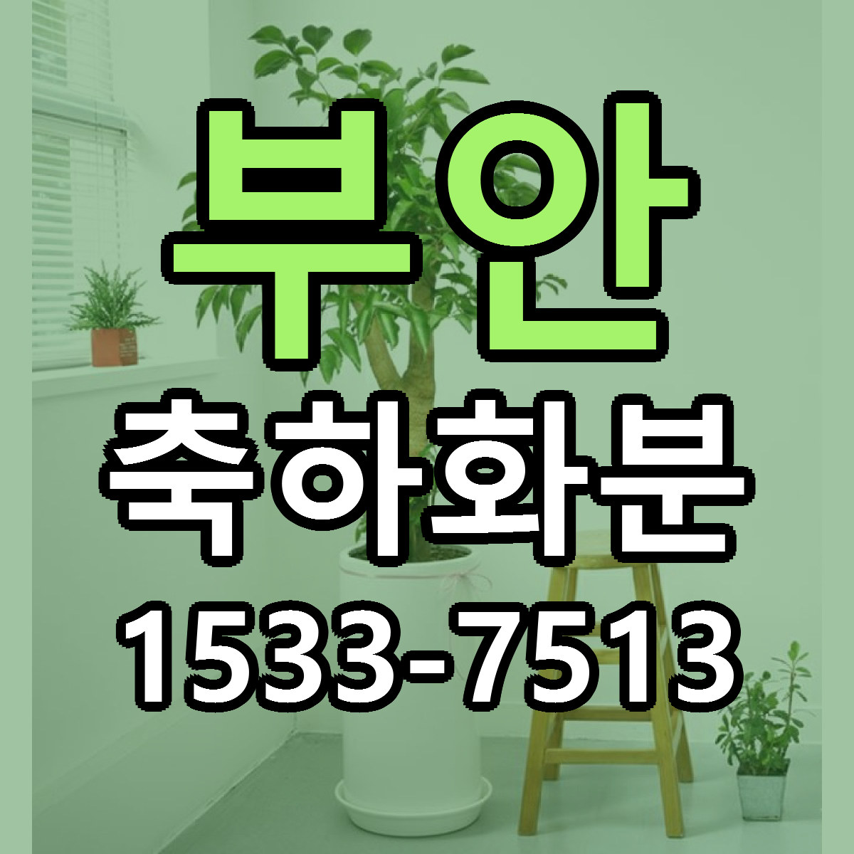 부안 축하화분 빠른배송 리본문구 근처꽃집 예약