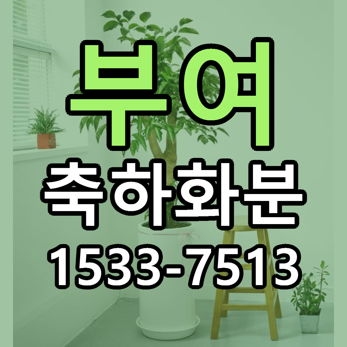 부여 축하화분 리본문구 근처꽃집 저렴한곳 예약