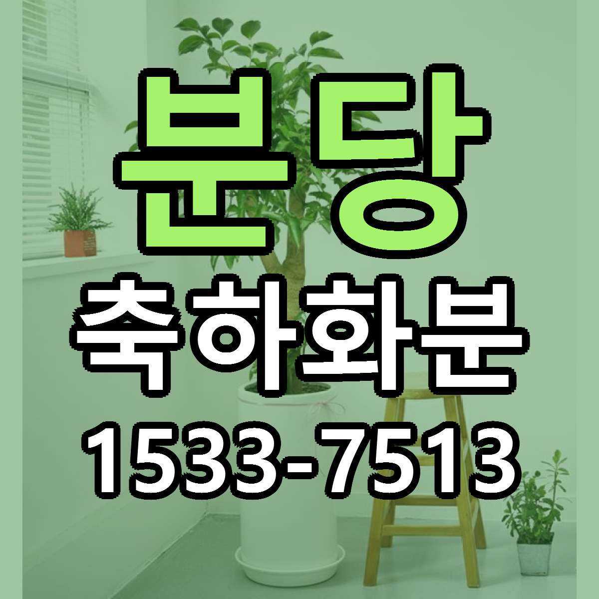 분당 축하화분 싼곳 당일배송 빠른배송 추천