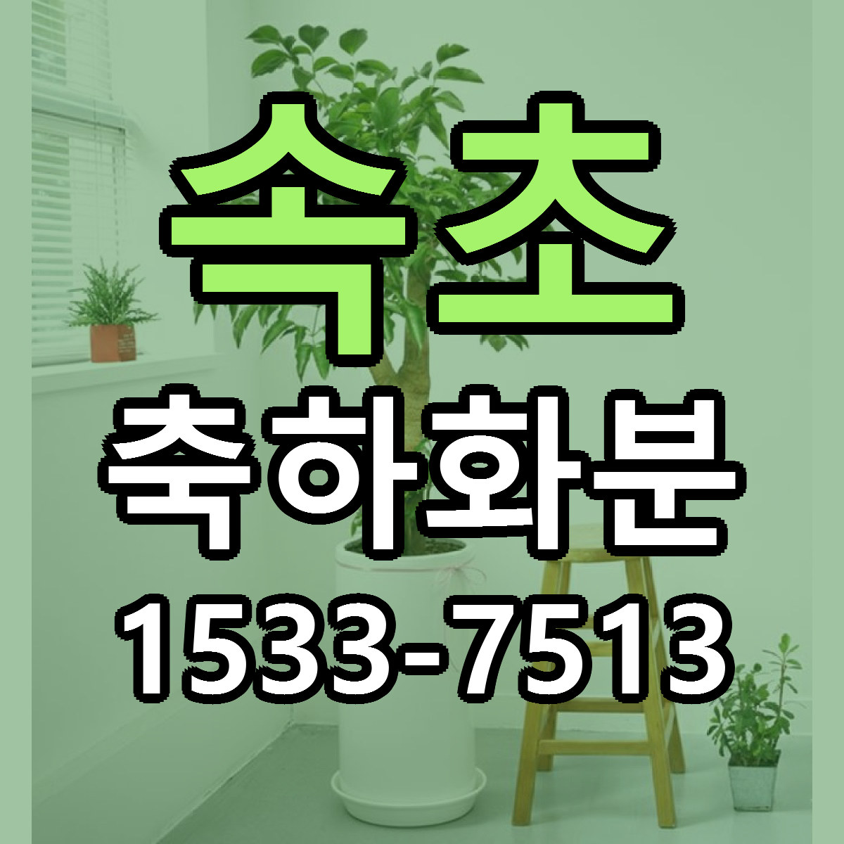 속초 축하화분 당일배송 가격 저렴한곳 추천