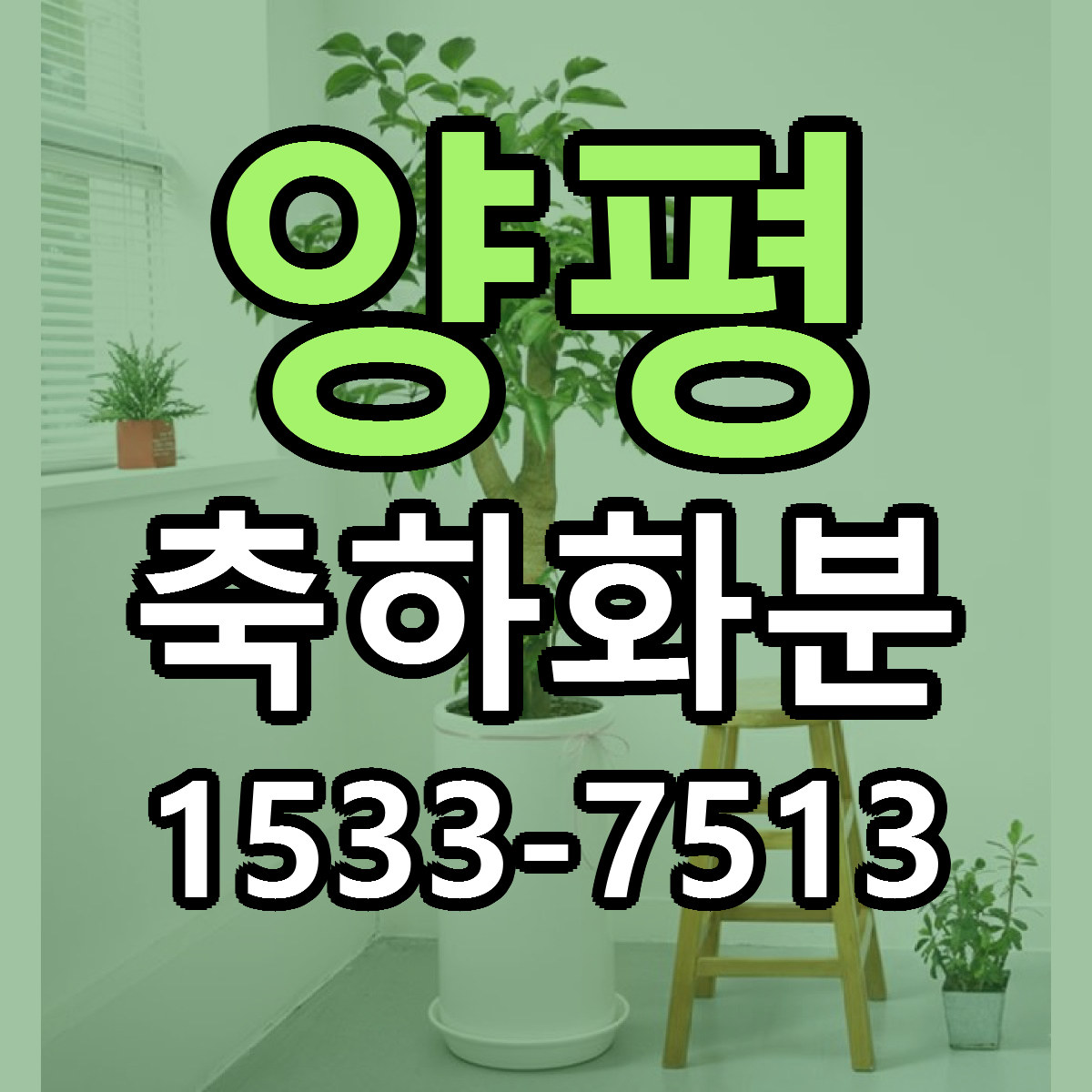 양평 축하화분 빠른배송 리본문구 가격 알뜰 비교