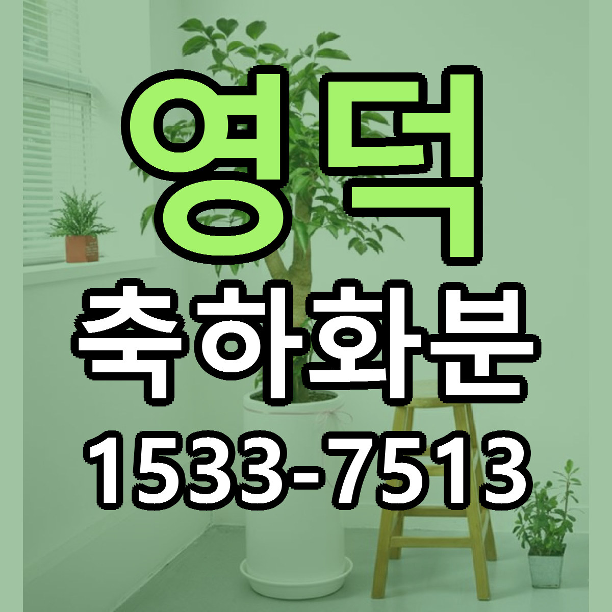 영덕 축하화분 근처꽃집 싼곳 빠른배송 안내