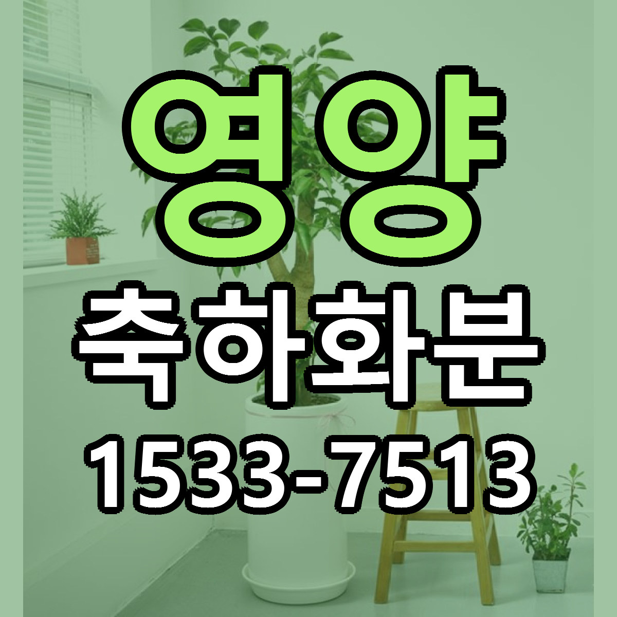 영양 축하화분 빠른배송 리본문구 근처꽃집 예약