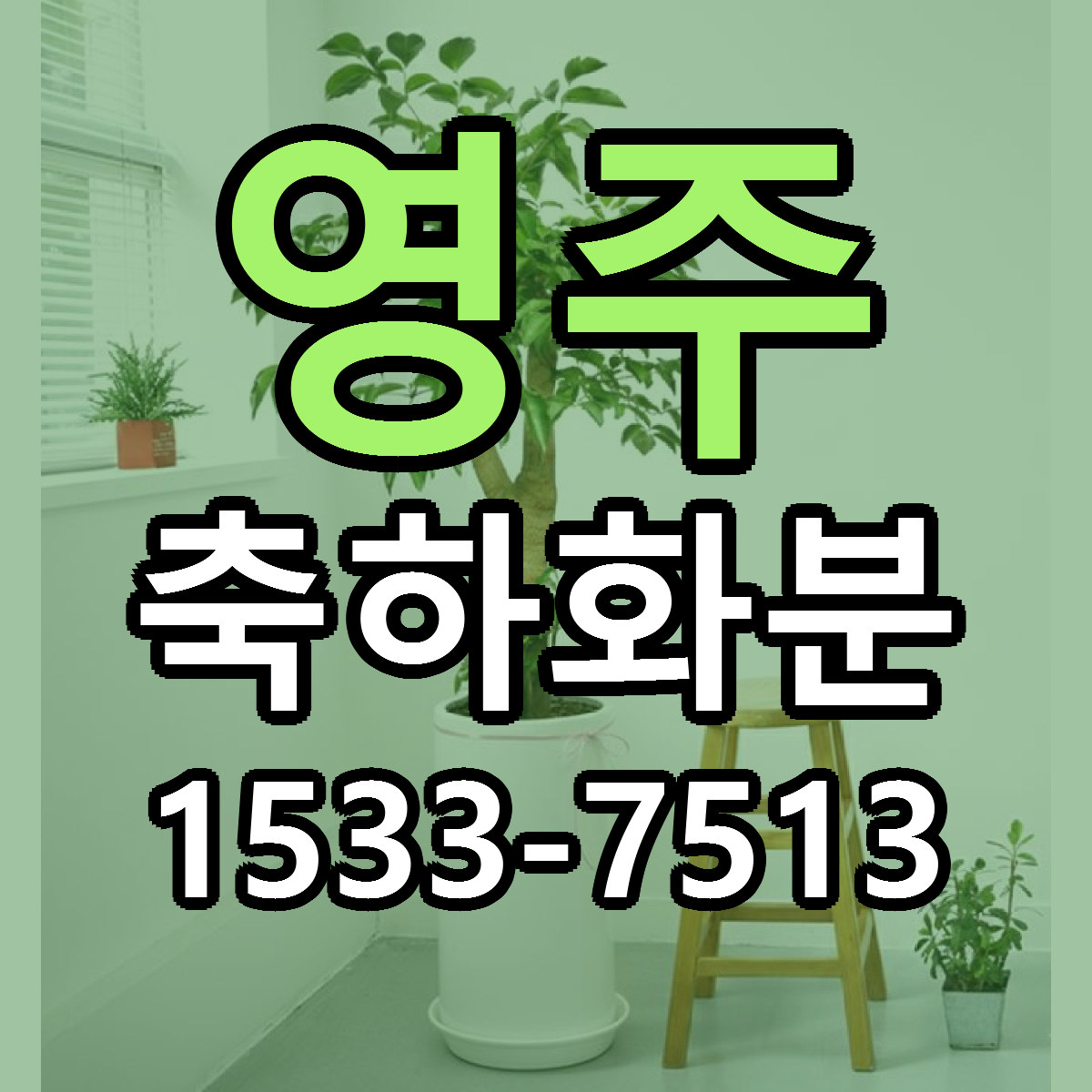 영주 축하화분 당일배송 근처꽃집 싼곳 비교