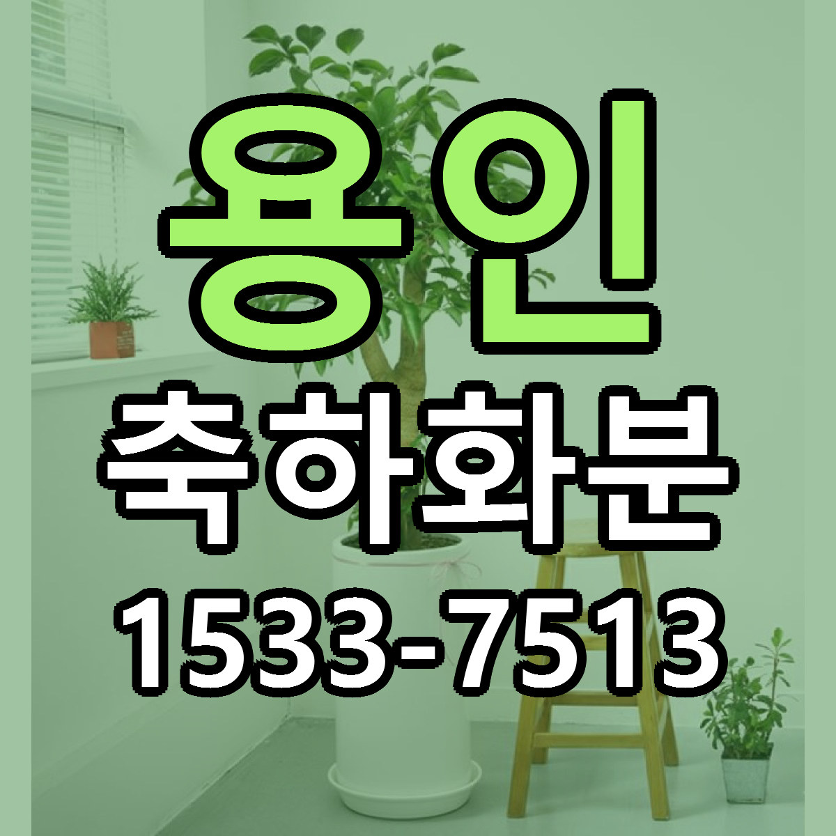 용인 축하화분 저렴한곳 당일배송 근처꽃집 추천