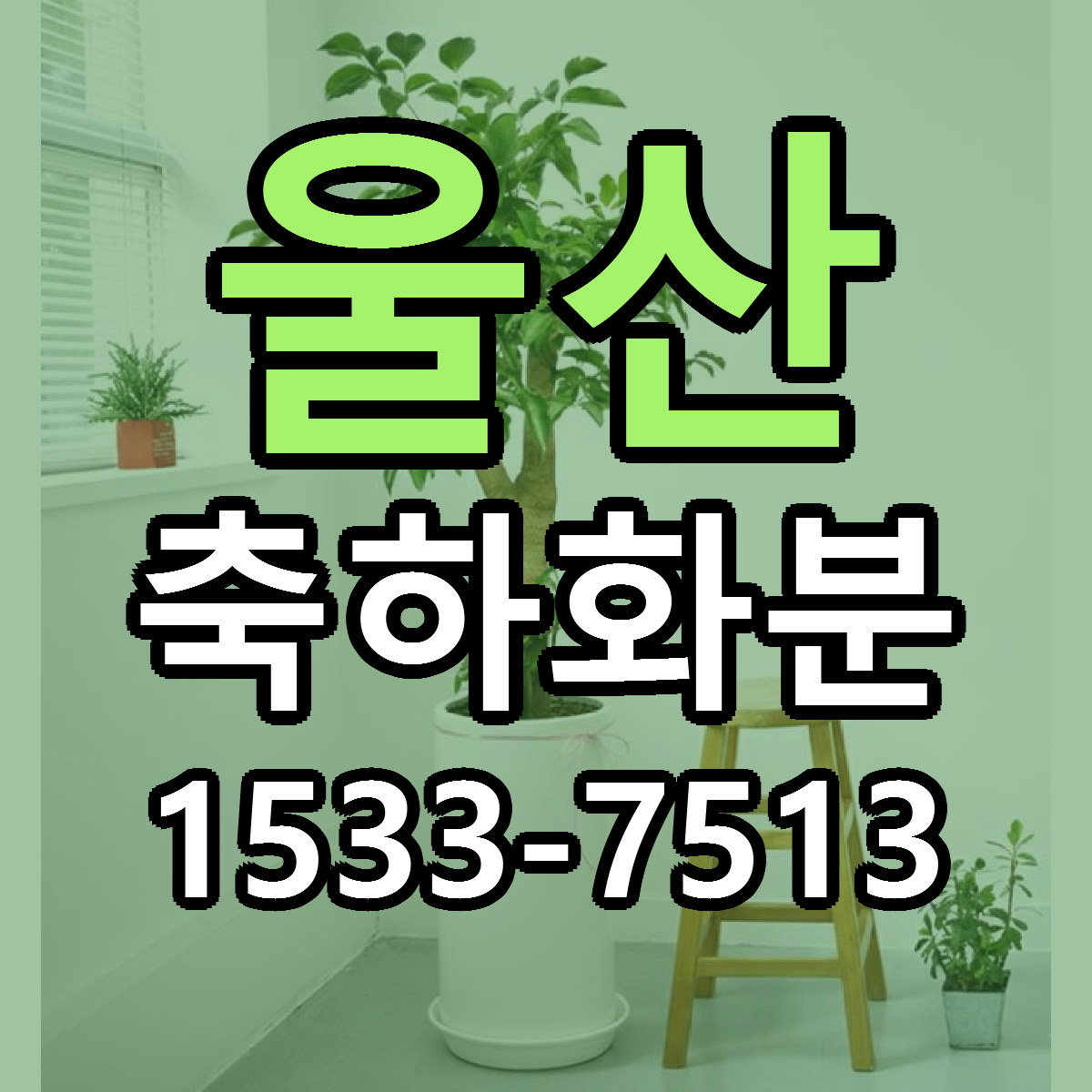 울산 축하화분 근처꽃집 싼곳 빠른배송 안내
