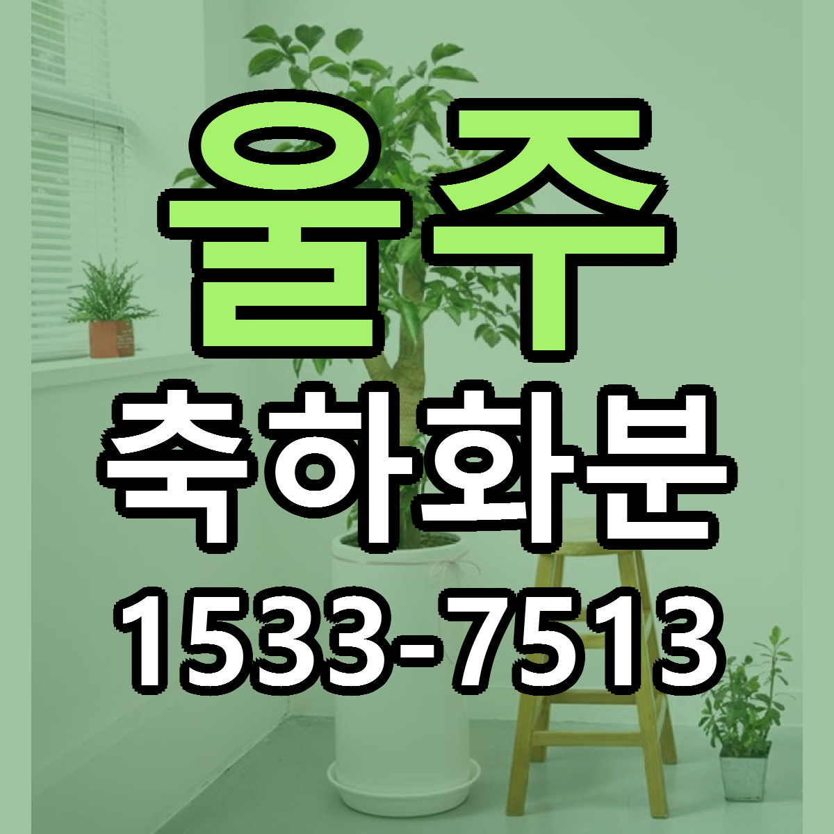 울주 축하화분 근처꽃집 빠른배송 가격 문의
