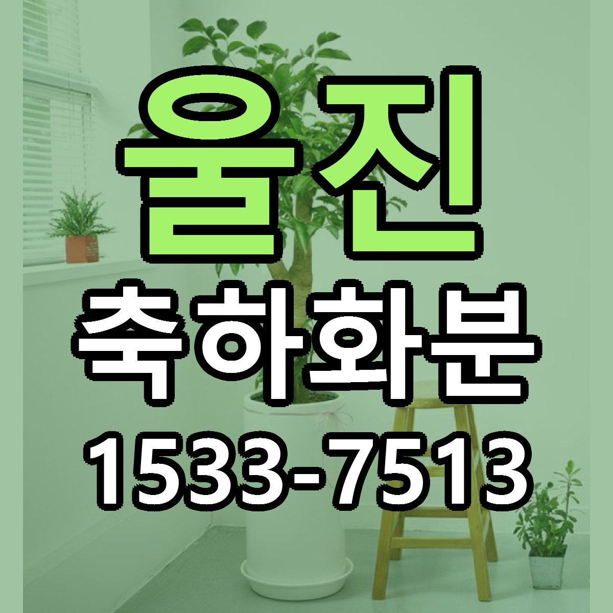 울진 축하화분 근처꽃집 가격 저렴한곳 안내