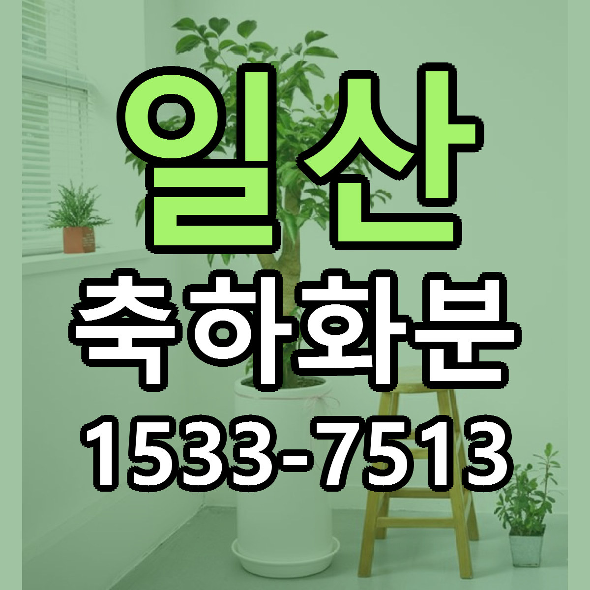 일산 축하화분 근처꽃집 싼곳 빠른배송 안내