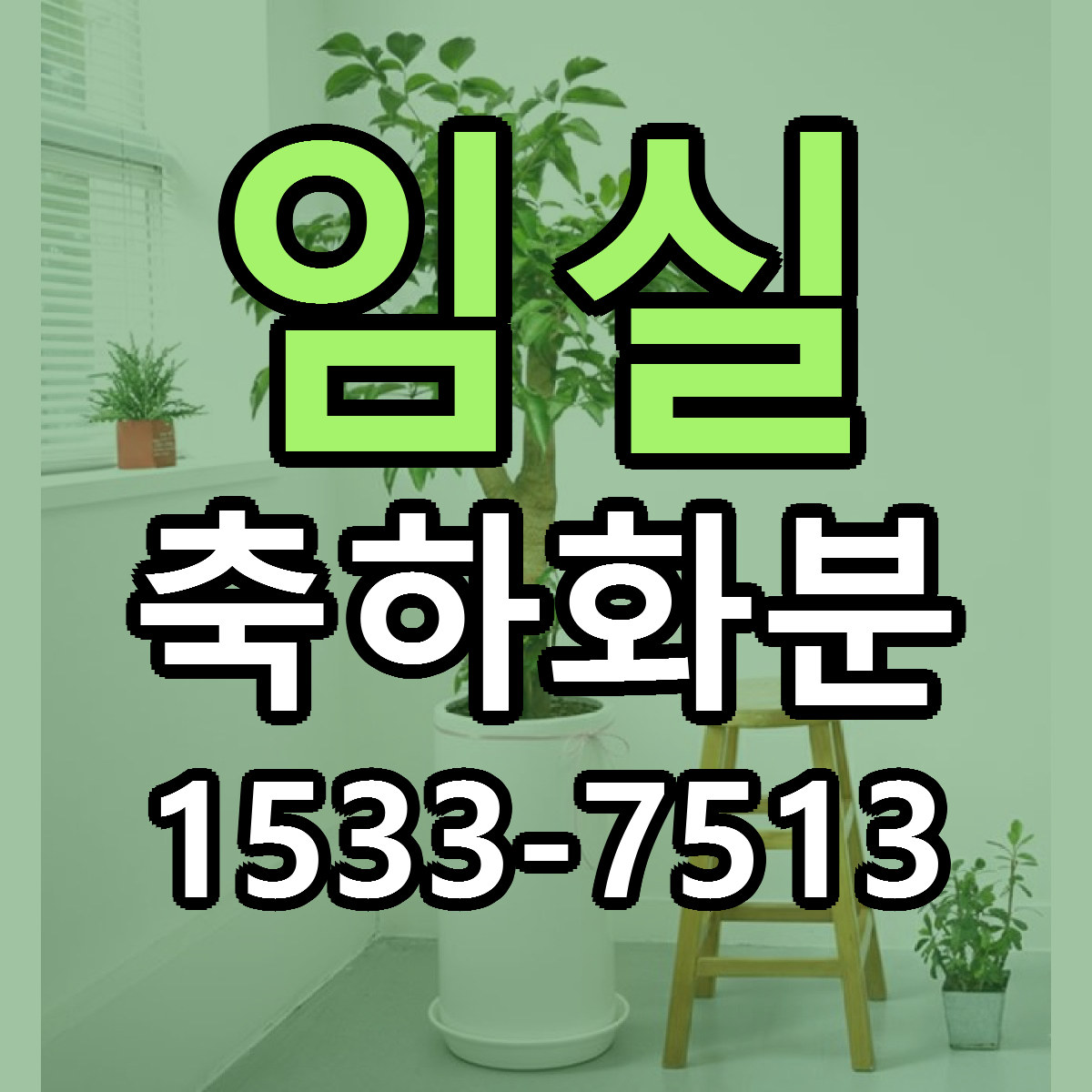 임실 축하화분 빠른배송 리본문구 근처꽃집 예약