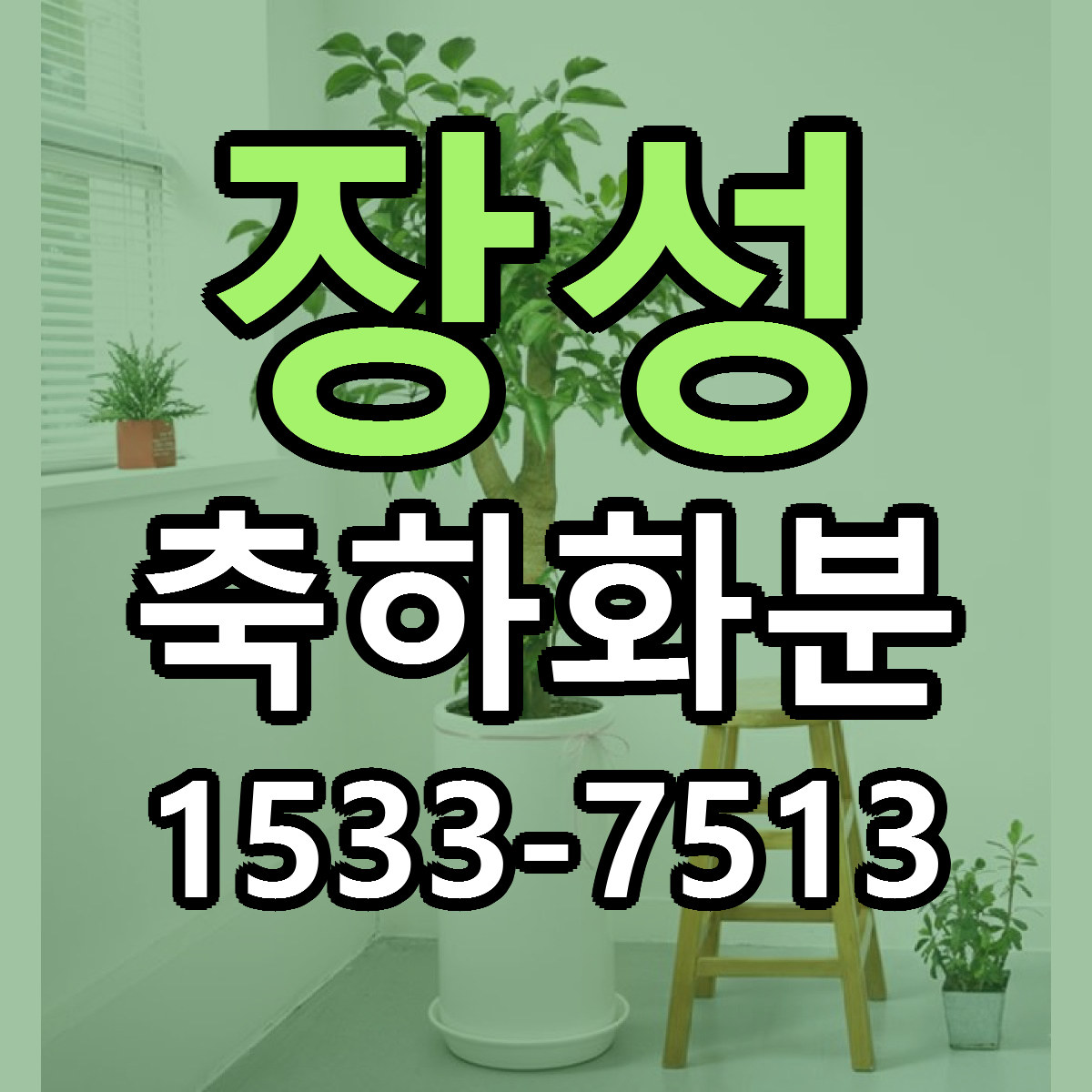 장성 축하화분 빠른배송 리본문구 가격 알뜰 비교