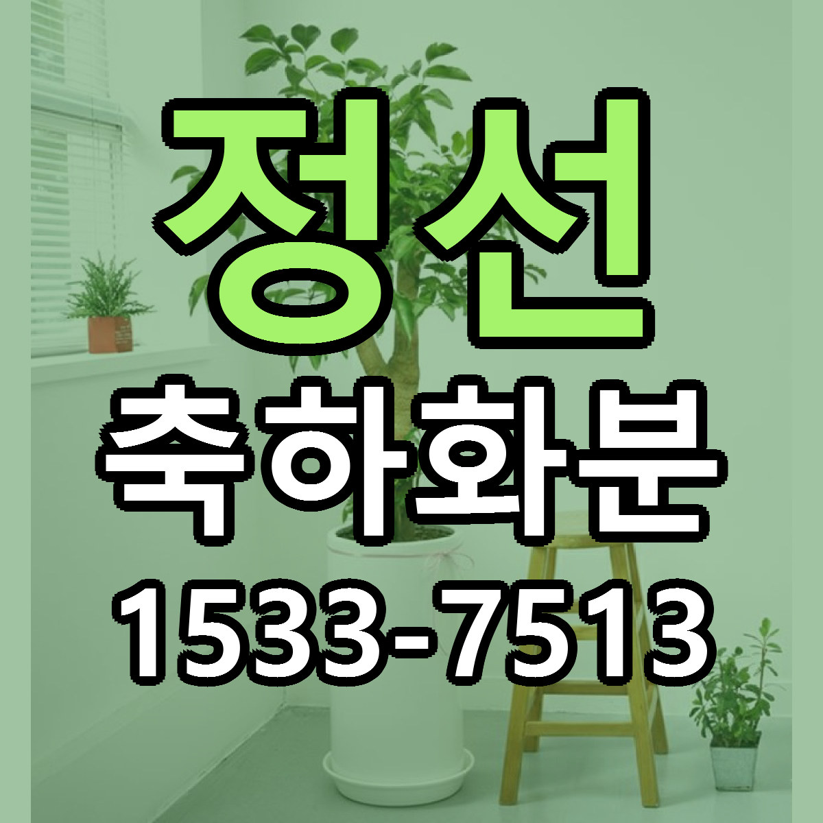 정선 축하화분 근처꽃집 당일배송 가격 안내