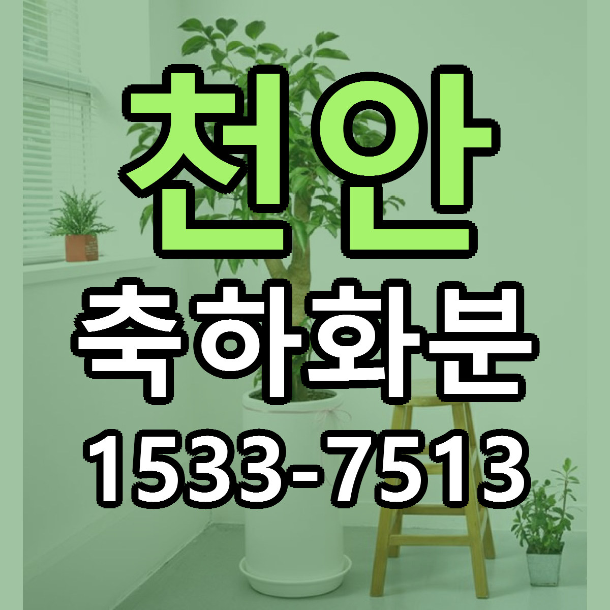 천안 축하화분 근처꽃집 저렴한곳 빠른배송 서비스