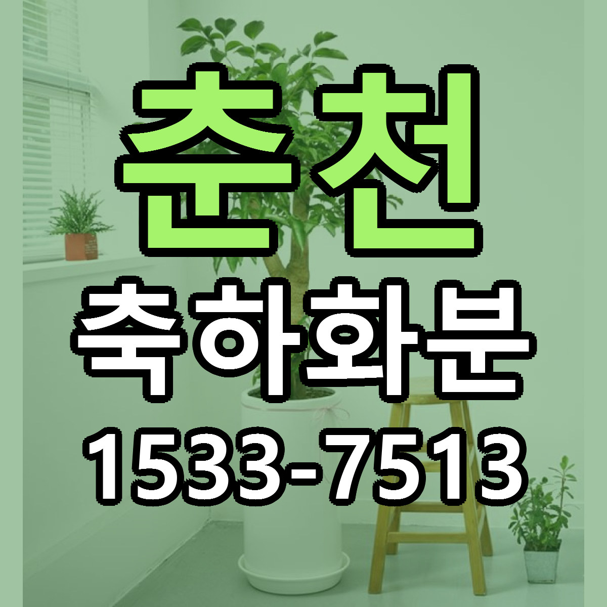 춘천 축하화분 근처꽃집 싼곳 빠른배송 안내