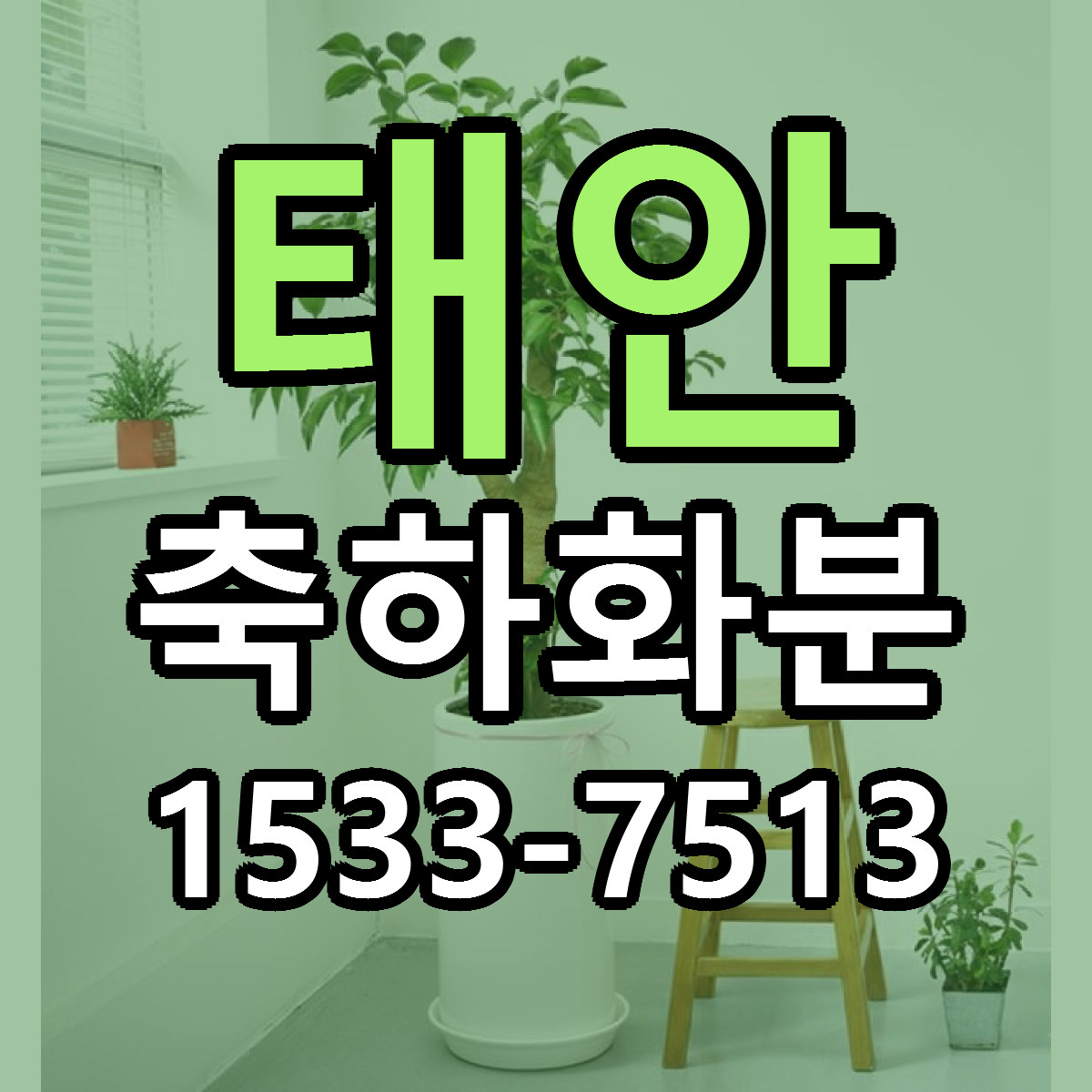 태안 축하화분 빠른배송 리본문구 가격 알뜰 비교