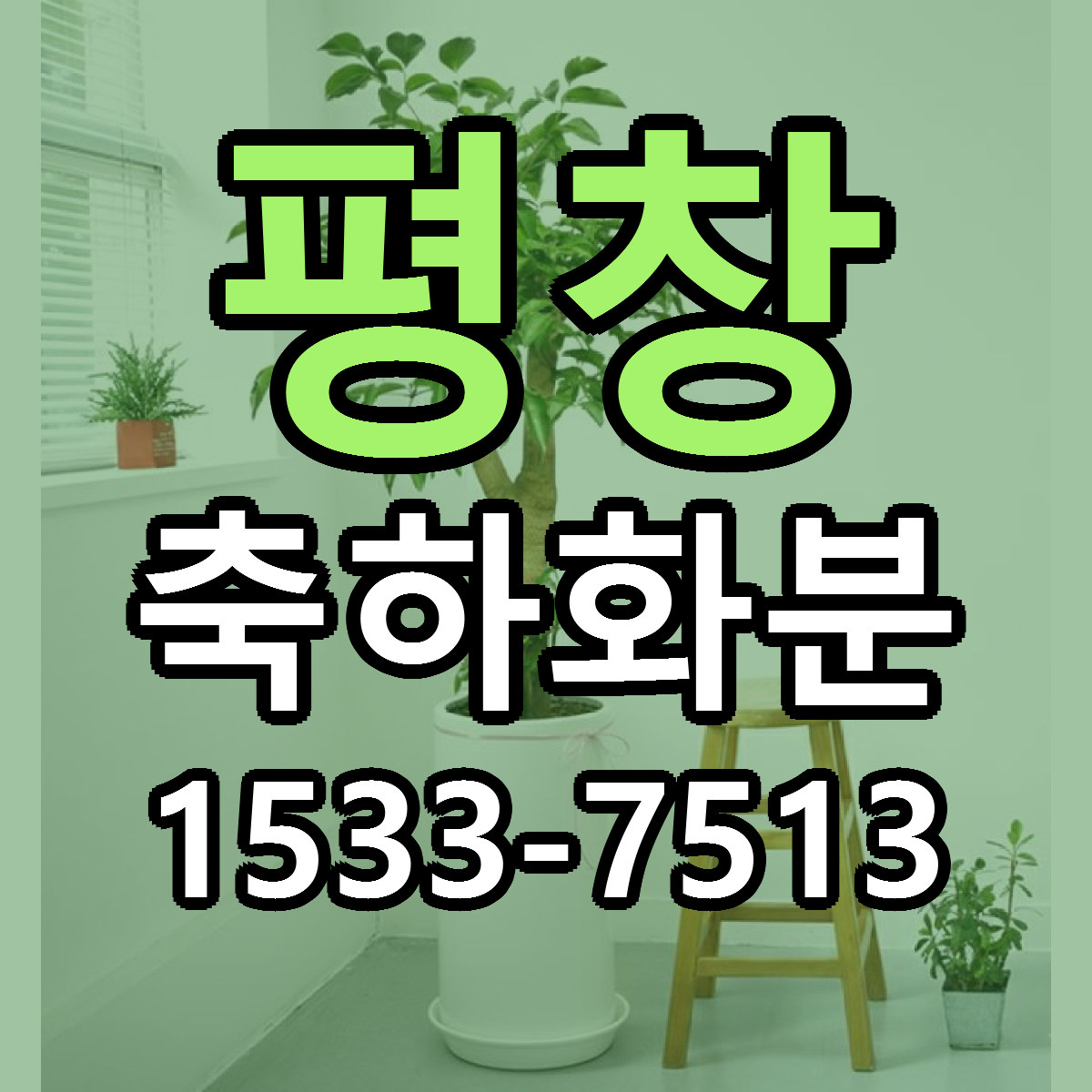 평창 축하화분 근처꽃집 빠른배송 가격 문의
