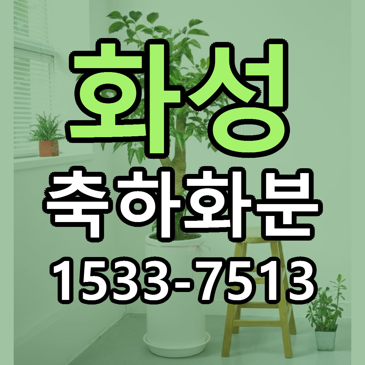 화성 축하화분 근처꽃집 당일배송 싼곳 추천