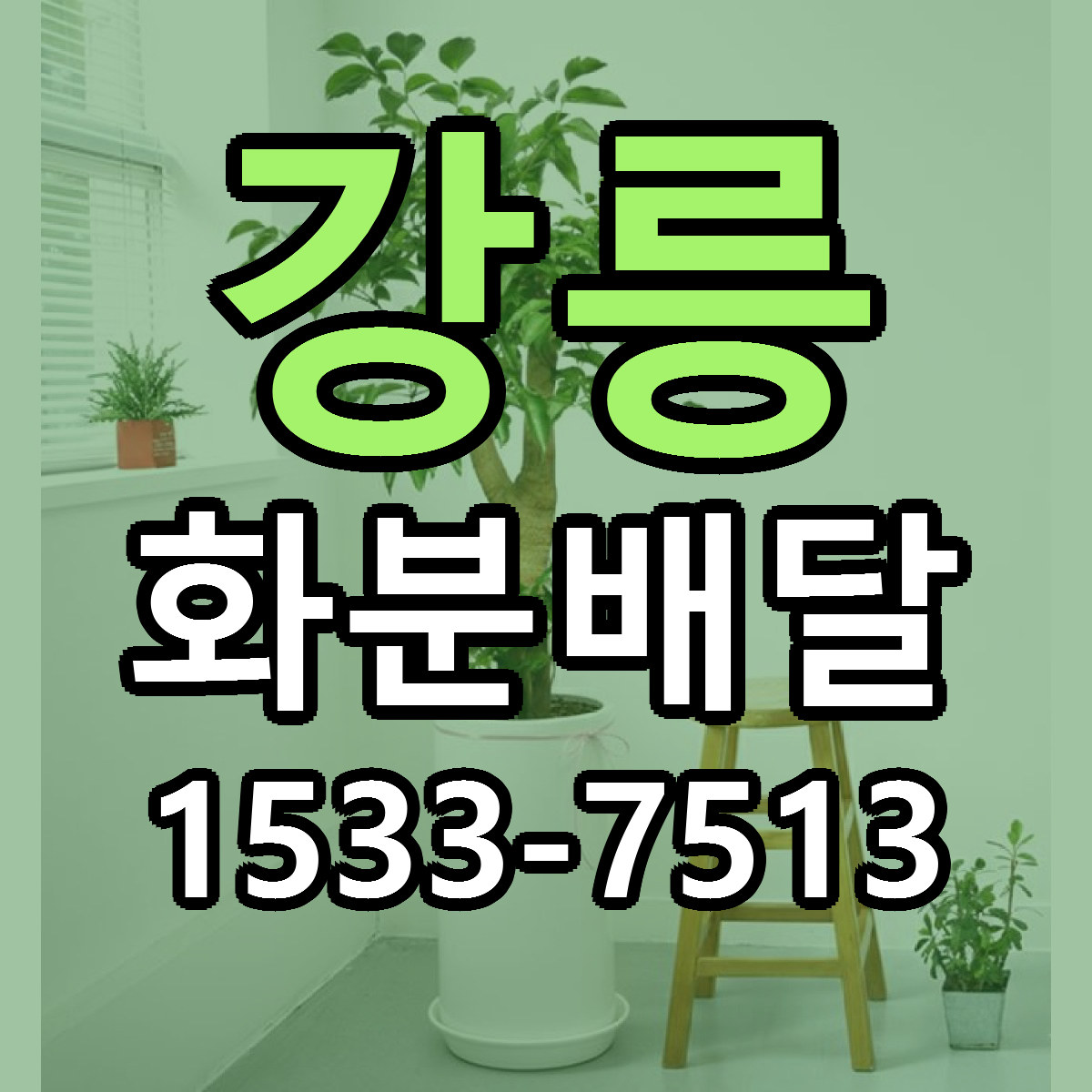 강릉 화분배달 당일배송 가격 저렴한곳 추천