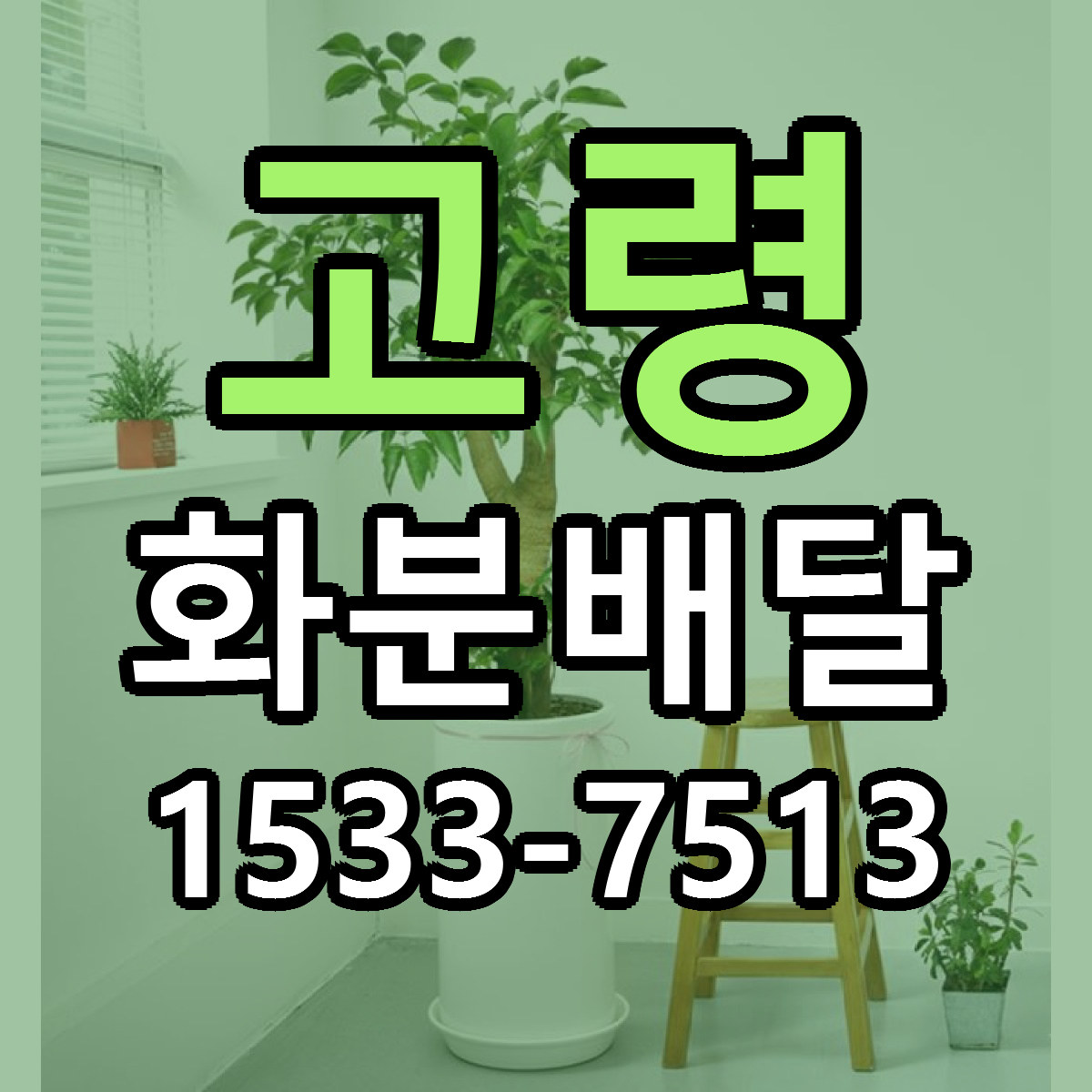 고령 화분배달 빠른배송 리본문구 근처꽃집 예약