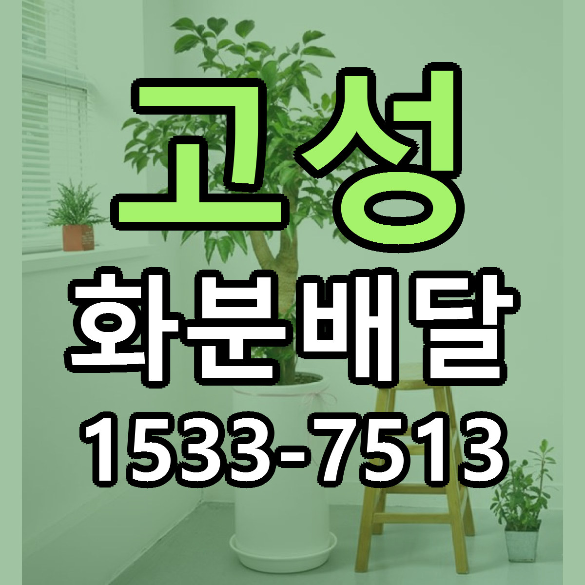 고성 화분배달 빠른배송 리본문구 근처꽃집 예약