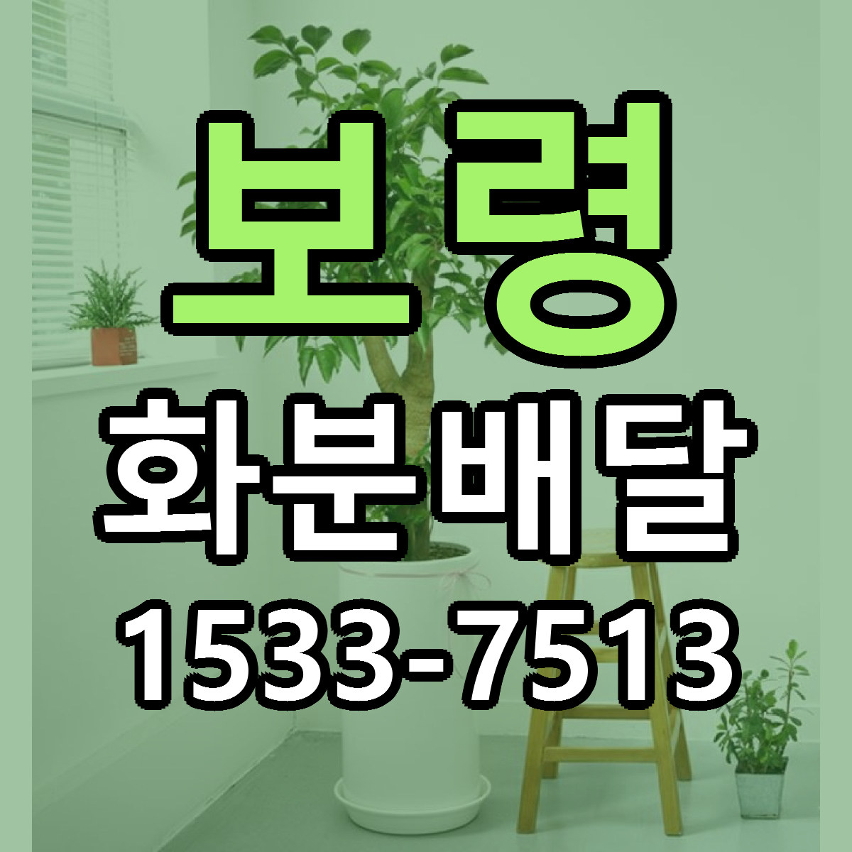 보령 화분배달 빠른배송 저렴한곳 가격 정리