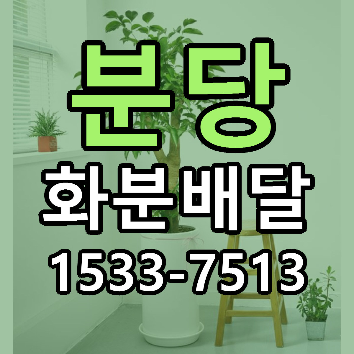 분당 화분배달 리본문구 싼곳 빠른배송 예약