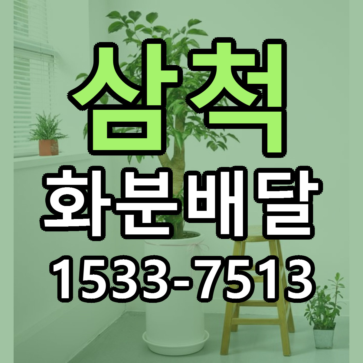 삼척 화분배달 빠른배송 근처꽃집 가격 비교