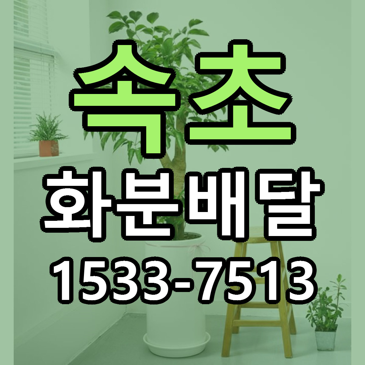 속초 화분배달 빠른배송 저렴한곳 가격 정리