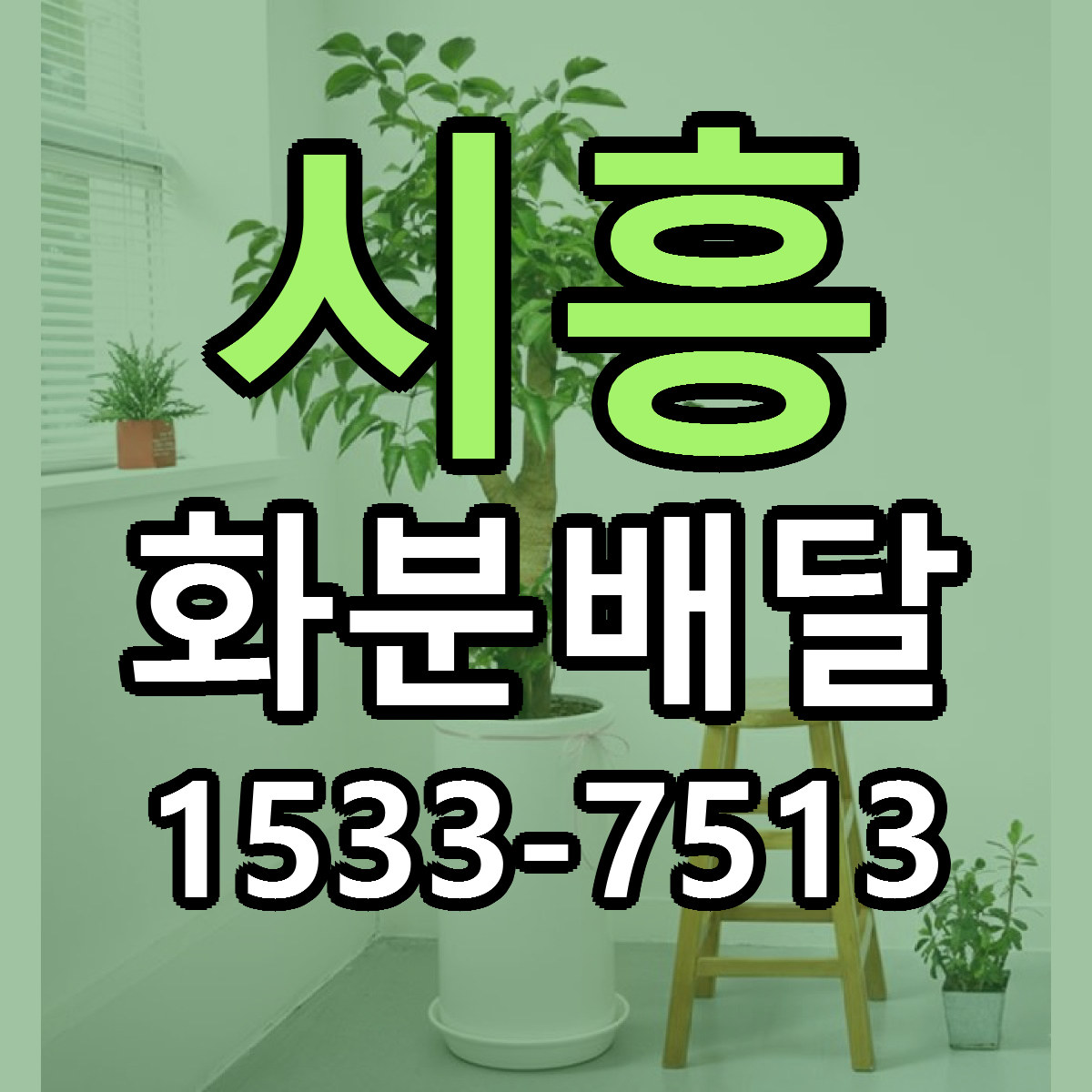 시흥 화분배달 빠른배송 저렴한곳 가격 정리