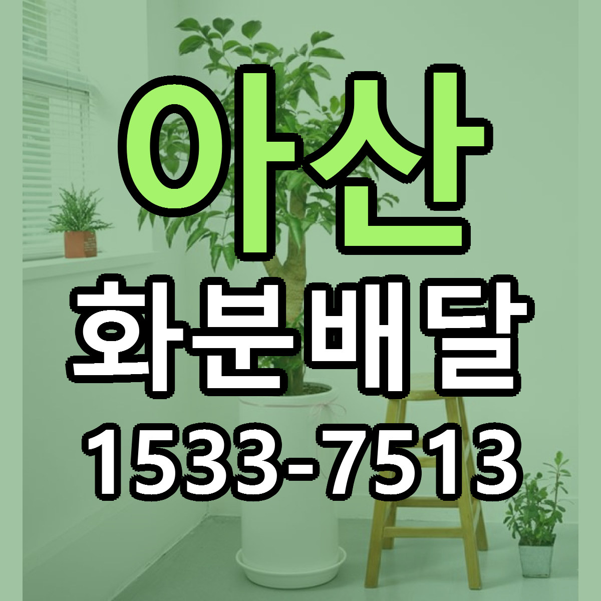 아산 화분배달 당일배송 가격 저렴한곳 추천