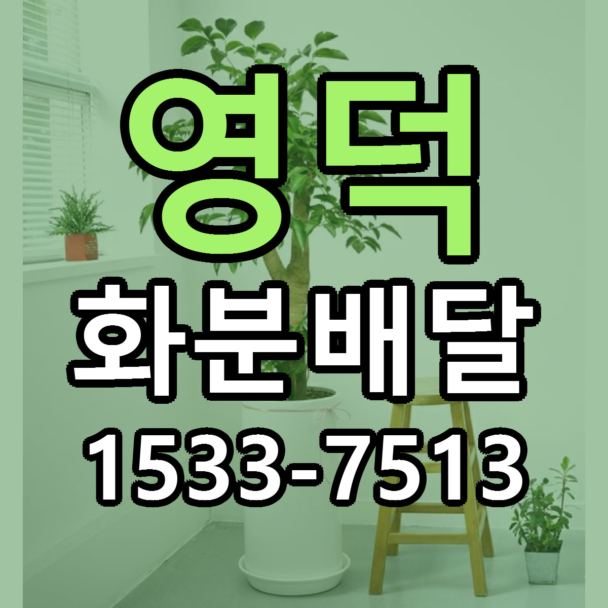 영덕 화분배달 당일배송 리본문구 싼곳 찾기